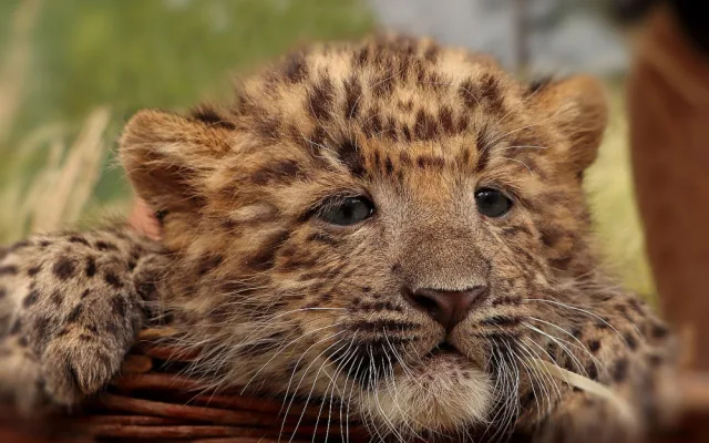 Mláďata vzácného levharta čínského narozená v plzeňské zoo dostala jména  Chen a Chang