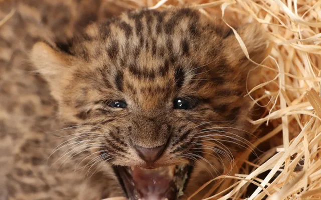 Mláďata vzácného levharta čínského narozená v plzeňské zoo dostala jména  Chen a Chang