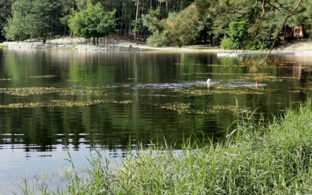 Hladina Seneckého rybníka kvete vzácnými žlutými květy bublinatek, jde o český unikát
