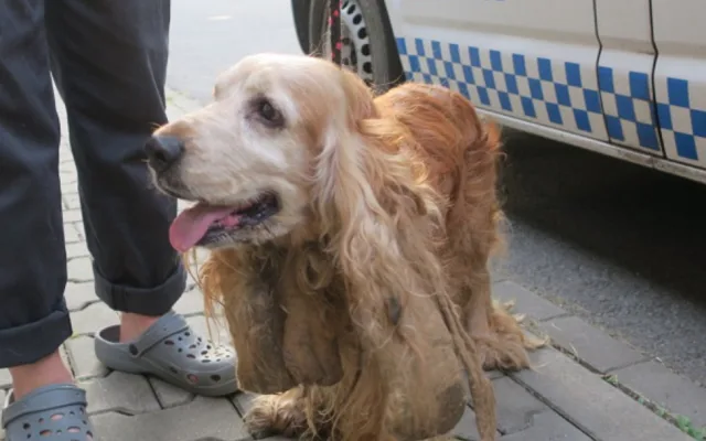 Kokršpaněla pojmenovali Oskar.Do adopce bude moci jít až se plně zotaví.