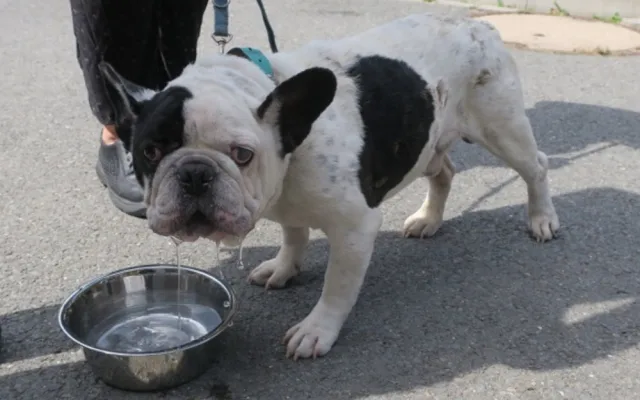 Buldoček dostal jméno Hank. Do adopce bude moci jít až se plně zotaví
