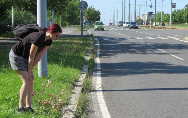 Zaječí námluvy ve městě končí mnohdy tragicky, mladí samci z venkova nezvládnou automobilový provoz