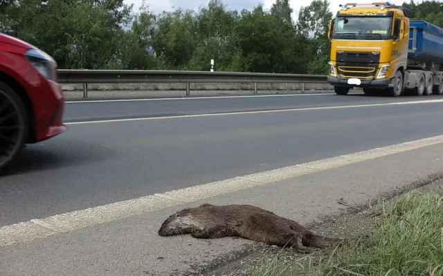 Vzácnou vydru říční usmrtil automobil, když se pokusila přejít rušnou silnici