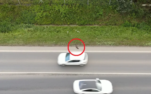 Jak můžete vidět na přiložených fotografiích, tak kolikrát ani drátěný plot nemusí být stoprocentní zárukou, že nemůže řidič na silnici potkat třeba právě vydru
