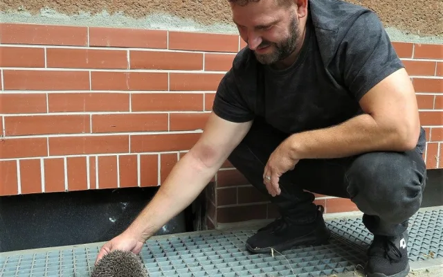 Problematická péče o mladé ježky stojí záchranné stanice statisíce korun, lidé dělají u bodlináčů fatální chyby