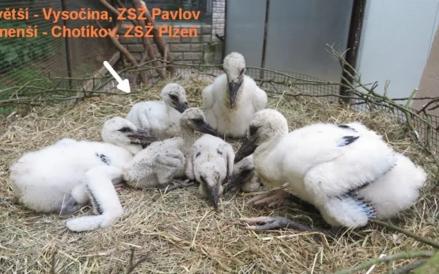 Adoptovaný čáp ze čtveřice osiřelých a mediálně známých sourozenců je už na cestě do teplých krajin