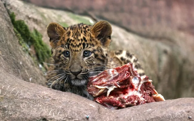 Dvojčata levhartů se mají v plzeňské zoo čile k světu, návštěvníkům se ukazují až v podvečer