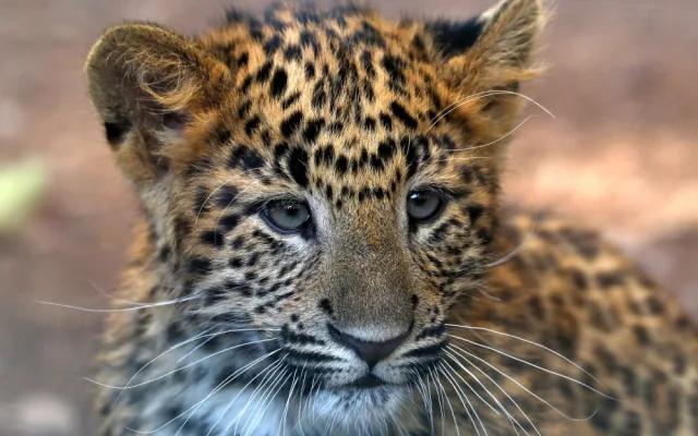 Dvojčata levhartů se mají v plzeňské zoo čile k světu, návštěvníkům se ukazují až v podvečer