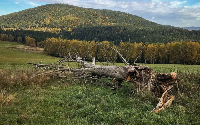 Obětí vichřice se stal ikonický starý šumavský strom. Jezdili za ním fotografové z celé republiky. Foto Miroslav Sedlák