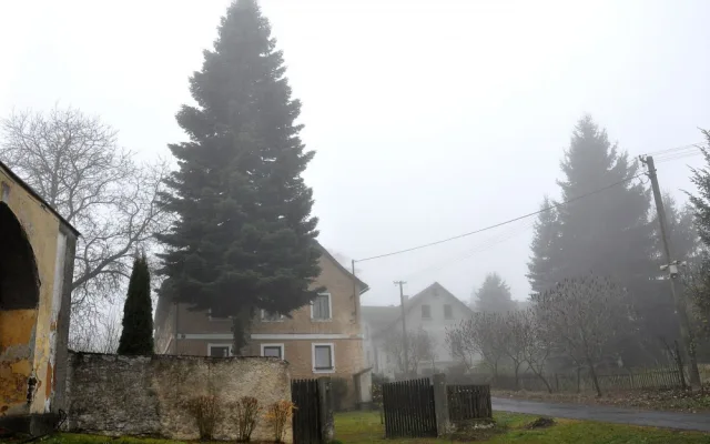 Strom rostl před domem 40 let až do dnešního rána