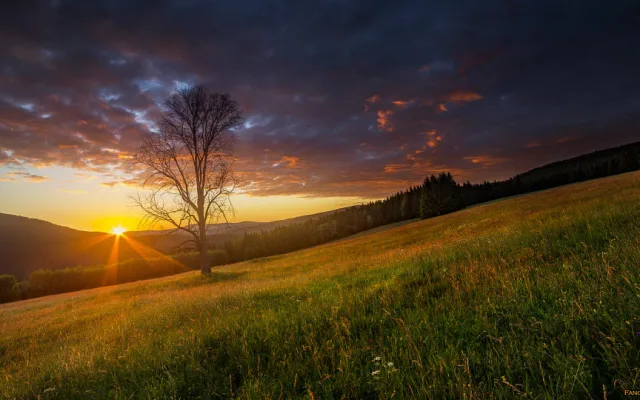 Strom inspiroval stovky tisíce fotografů