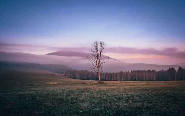 Strom inspiroval stovky tisíce fotografů