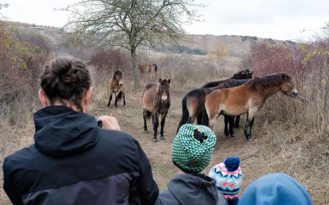 Stádo exmoorských koní se od roku 2018 pase také ve velkém výběhu v bývslém tsnkodromu na Šlovickém vrchu u Dobřan na Plzeňsku.