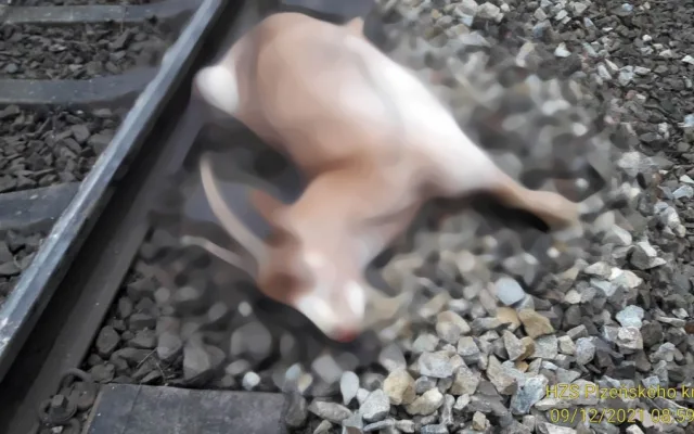 Spěšný vlak srazil ovci a kozu, provoz na trati mezi Plzní a Chebem stojí
