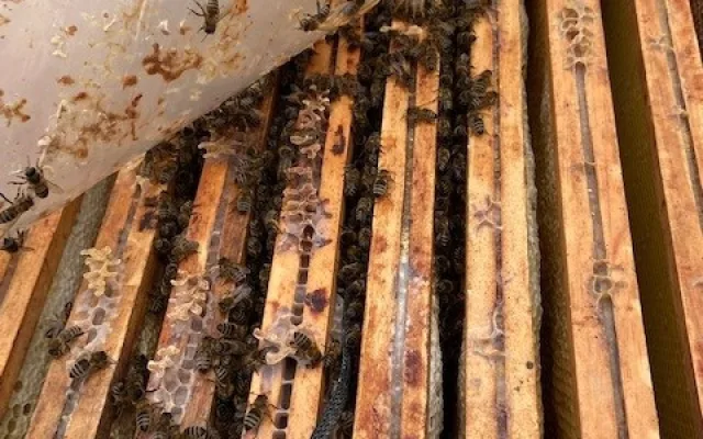 Včely dobře prospívají i v centru města, letos úly na střechách městských budov vydaly 90 kilo medu