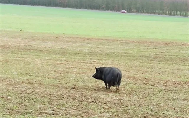 Tato uprchlá prasnice dala strážníkům pořádně zabrat