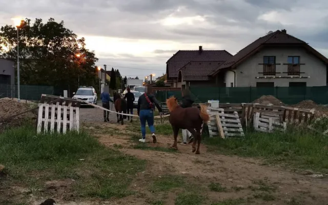 Odchyt poníků