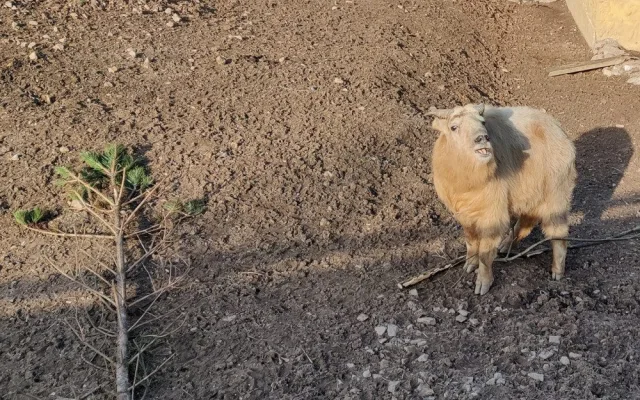 Zoologická zahrada si nadělila vánoční dárek v podobně vzácných takinů čínských