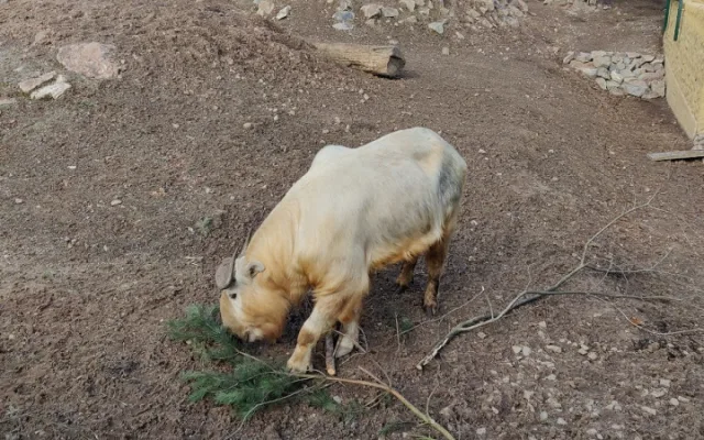 Zoologická zahrada si nadělila vánoční dárek v podobně vzácných takinů čínských