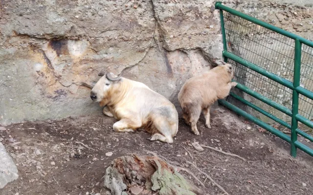 Zoologická zahrada si nadělila vánoční dárek v podobně vzácných takinů čínských