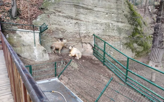 Zoologická zahrada si nadělila vánoční dárek v podobně vzácných takinů čínských