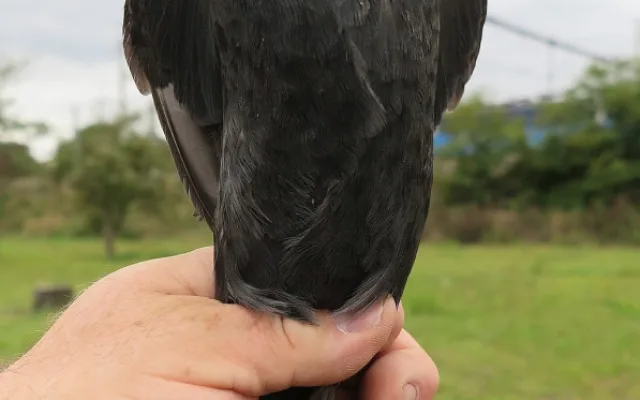 Tato kavka z Plzně našla svůj nový domov na Karlově mostě