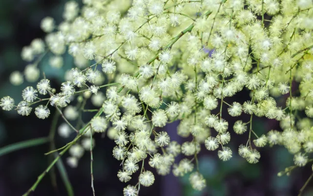 Botanická zahrada zve do svých skleníků na kvetoucí zimní pozdravy od protinožců