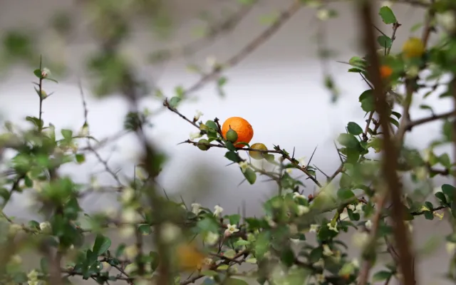 Botanická zahrada zve do svých skleníků na kvetoucí zimní pozdravy od protinožců