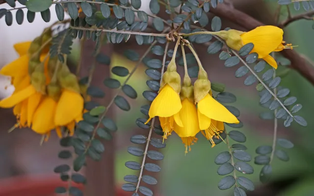 Botanická zahrada zve do svých skleníků na kvetoucí zimní pozdravy od protinožců