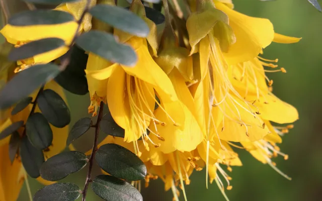 Botanická zahrada zve do svých skleníků na kvetoucí zimní pozdravy od protinožců