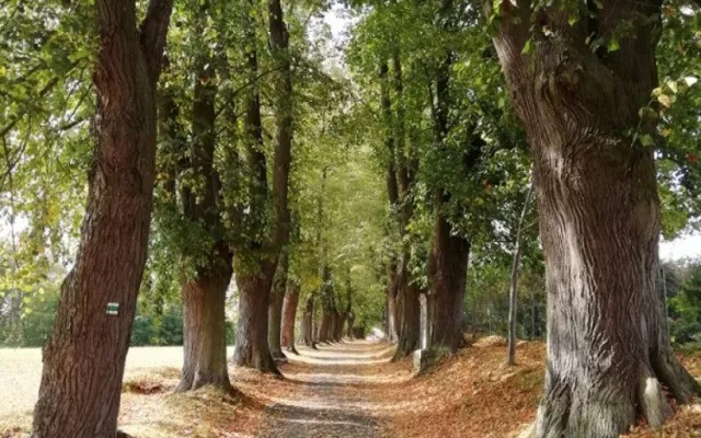 Nejvíce hlasů záskala Klokotská alej, foto Kateřina Trsková