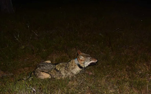 Obojkovaná vlčice krátce po probuzení z narkózy, foto: Aleš Vorel