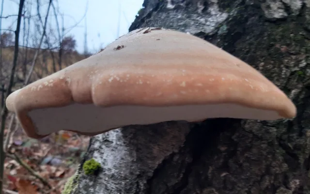 Úchvatný březovník obecný najdete v lese i teď v zimě, jeho léčivé účinky znal i ledový pravěký muž  Ötzi