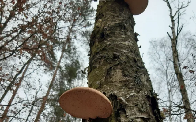 Úchvatný březovník obecný najdete v lese i teď v zimě, jeho léčivé účinky znal i ledový pravěký muž  Ötzi