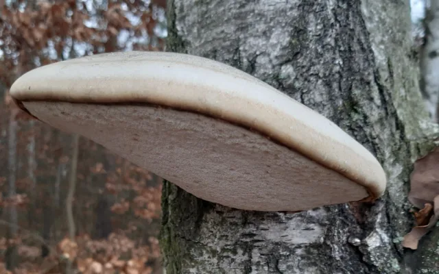 Úchvatný březovník obecný najdete v lese i teď v zimě, jeho velmi léčivé účinky znal i ledový pravěký muž  Ötzi