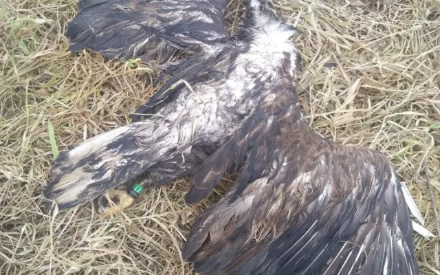 Slavný orel Pařátek zahynul v Polsku za záhadných okolností, ukradli mu i vysílačku na sledování polohy
