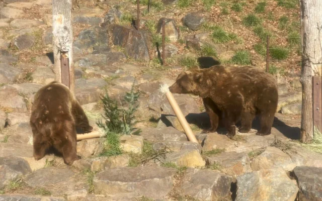 Po třech měsících zimního spánku se probudili v plzeňské zoo i slavní medvědi z filmových večerníčků
