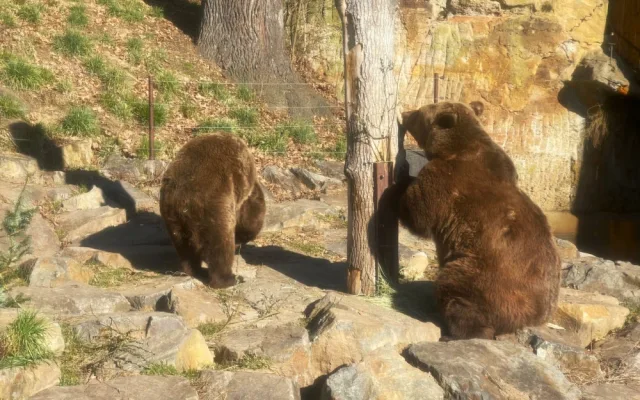Po třech měsících zimního spánku se probudili v plzeňské zoo i slavní medvědi z filmových večerníčků