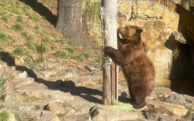 Po třech měsících zimního spánku se probudili v plzeňské zoo i slavní medvědi z filmových večerníčků