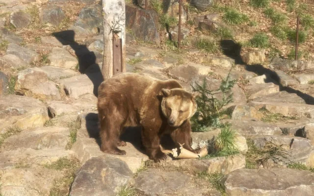Po třech měsících zimního spánku se probudili v plzeňské zoo i slavní medvědi z filmových večerníčků