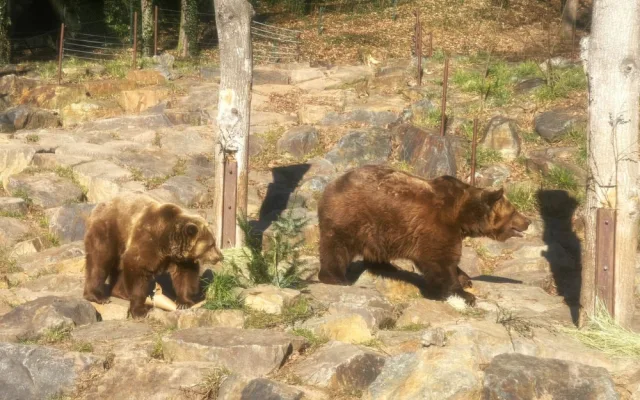 Po třech měsících zimního spánku se probudili v plzeňské zoo i slavní medvědi z filmových večerníčků
