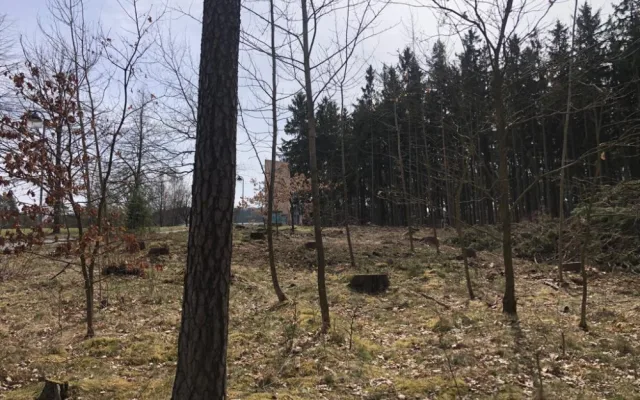 Pět set nových listnatých a jehličnatých stromků omladí zdecimovaný park v Konstantinových Lázních