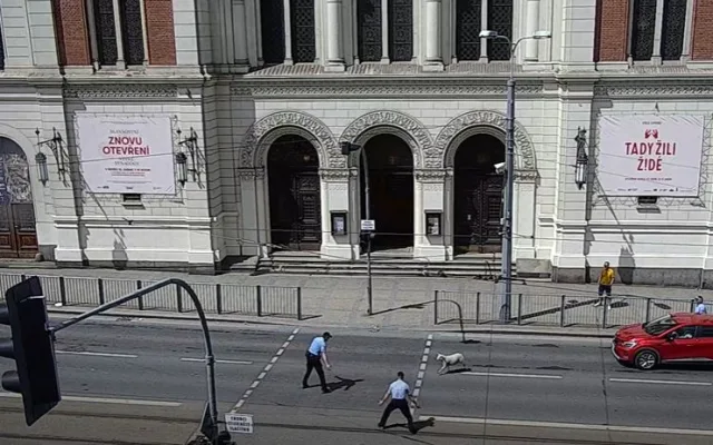 Zmatená ovce pobíhala po rušné komunikaci v centru Plzně, pronásledovali ji strážníci městské policie