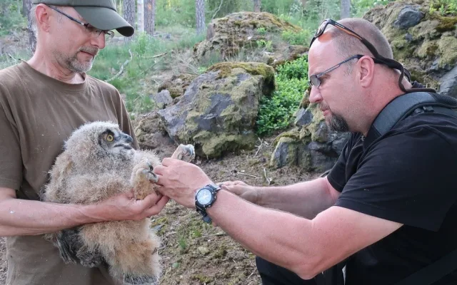 Počet mláďat výra velkého na hnízdech rok od roku bohužel klesá