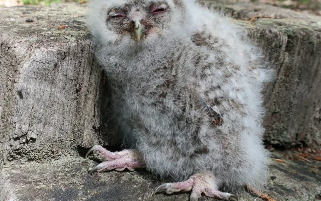 Počet mláďat výra velkého na hnízdech rok od roku bohužel klesá