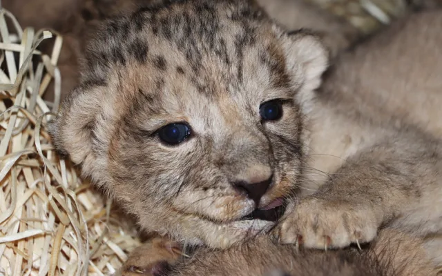 Zoologická zahrada se raduje ze lvích čtyřčat, návštěvníci je uvidí ve zmodernizovaném výběhu