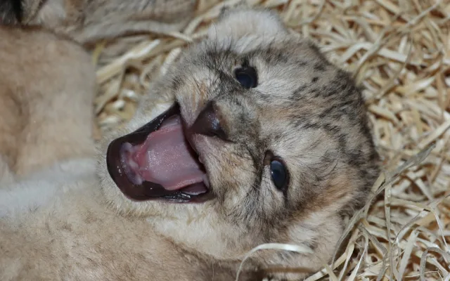 Zoologická zahrada se raduje ze lvích čtyřčat, návštěvníci je uvidí ve zmodernizovaném výběhu