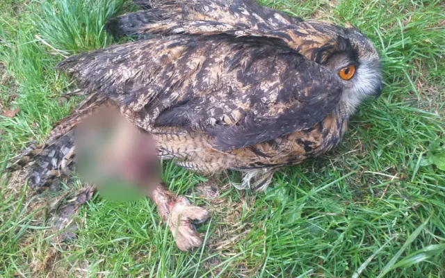 Samice výra se při lovu zaklínila v kmeni stromu, hasiči bojovali také o život mláďat puštíka