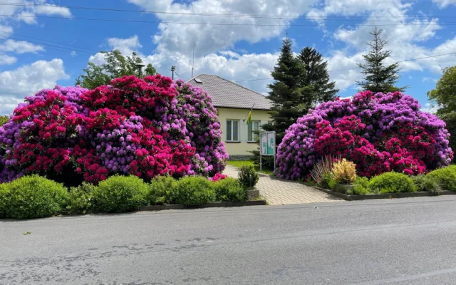 Proslulé rododendrony v Jarově na Plzeňsku letos vykvetly v plné kráse i síle, místní i turisté jsou nadšení