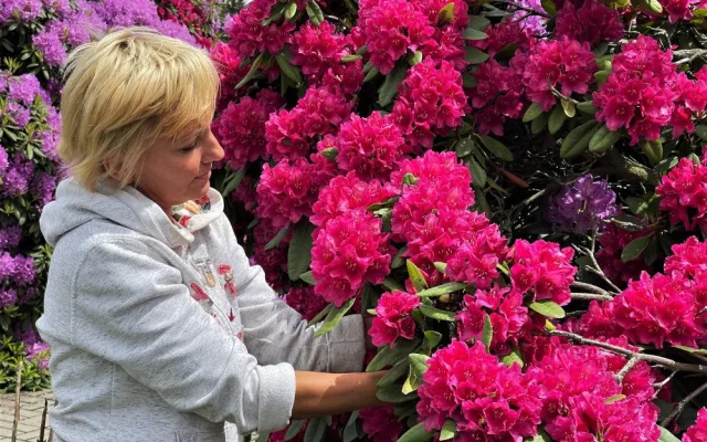 Proslulé rododendrony v Jarově na Plzeňsku letos vykvetly v plné kráse i síle, místní i turisté jsou nadšení